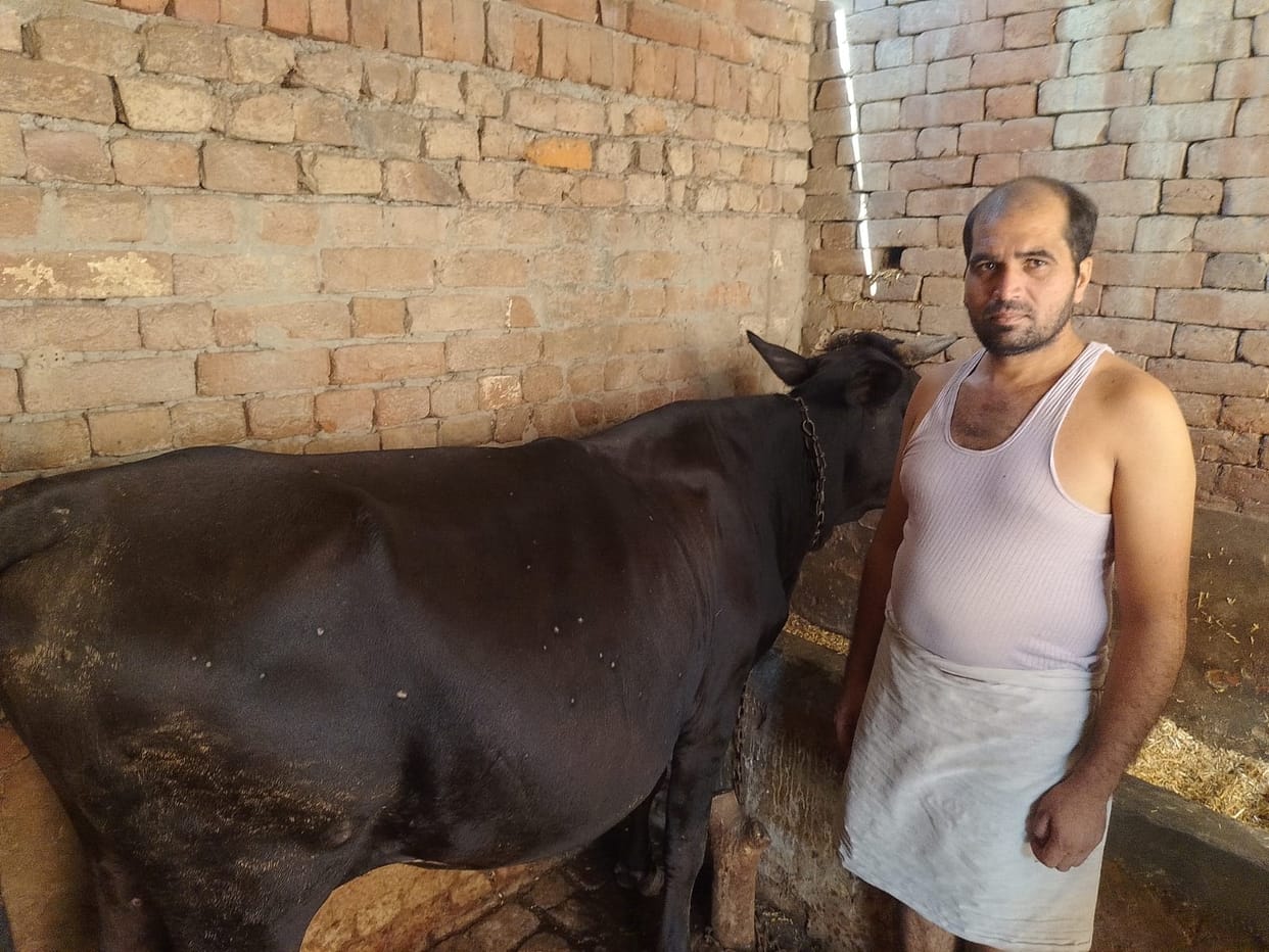 Disease: Milk stream dries up due to Lumpi's attack