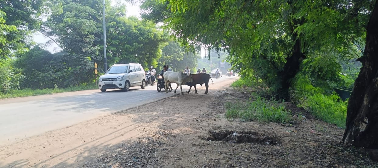 Stray cattle roaming the Kasna-Kherli canal road; risk of accidents.