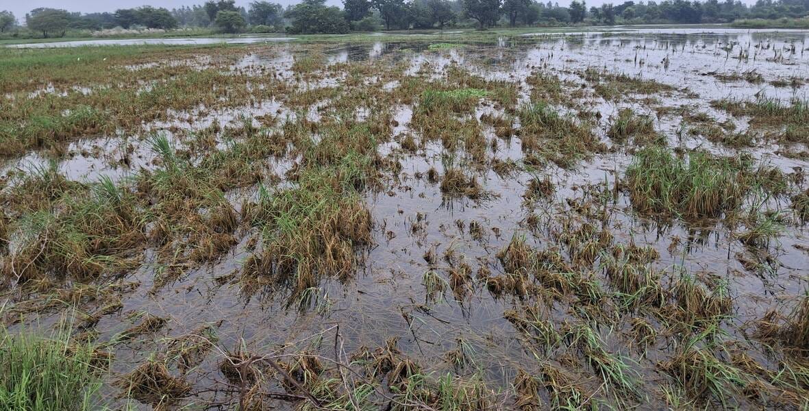 क्षेत्र के छुलिहा मजरे मझिगवां गांव में नय्या नाला के उफान से खराब हुई धान की फसल। -संवाद