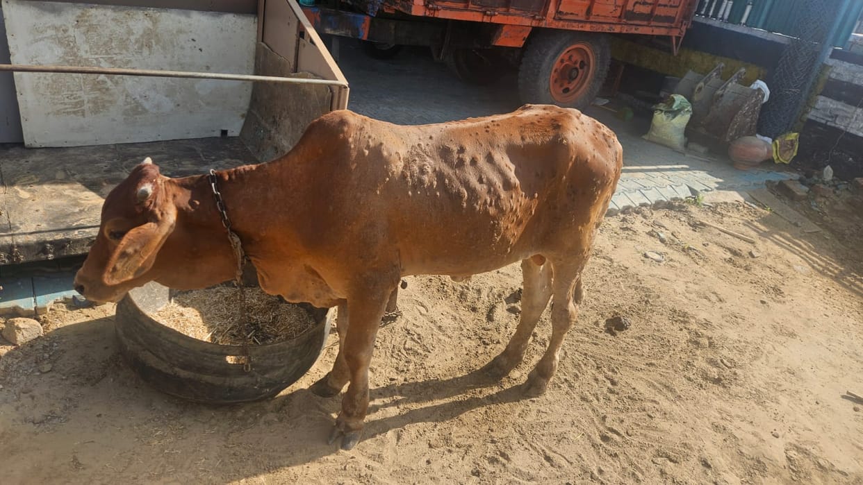 Lumpy disease reaches Khaliyawas; livestock owners concerned.