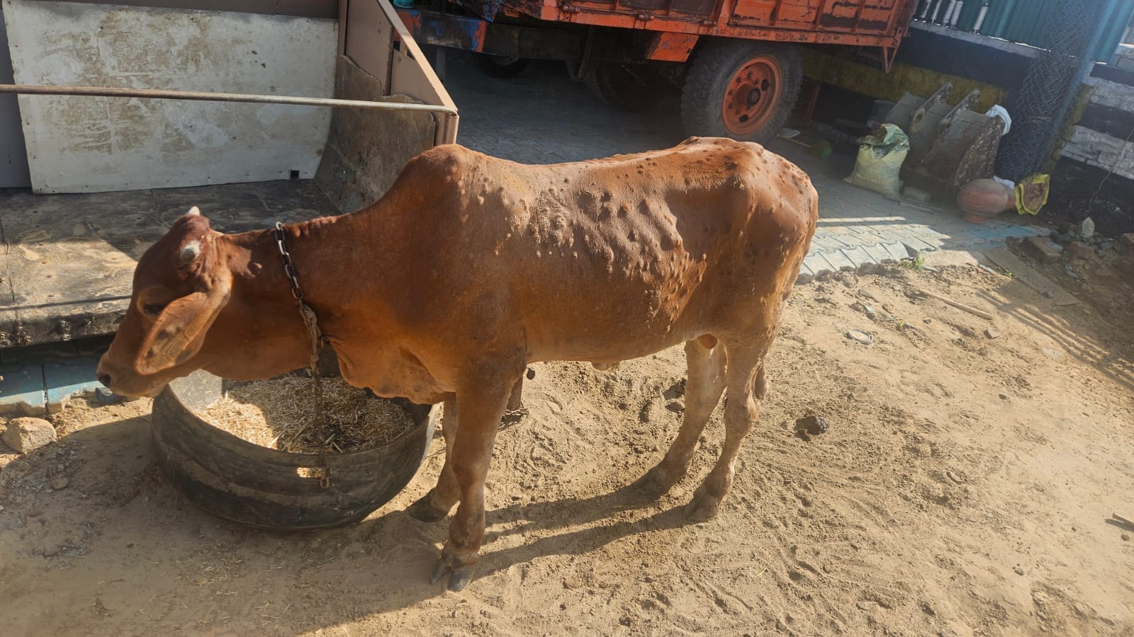 पीड़ित गौवंश। संवाद