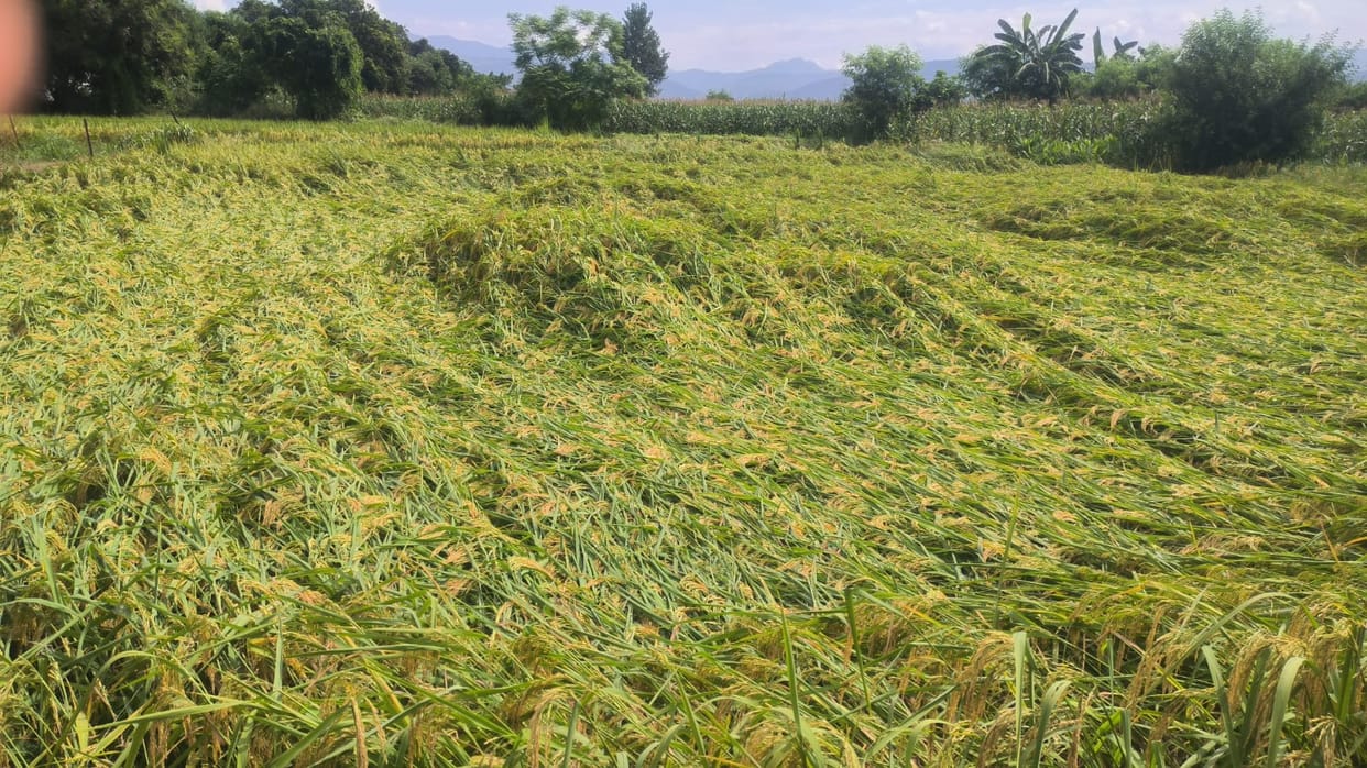 Paddy crop flattened on the ground by strong winds in the Nalagarh area.