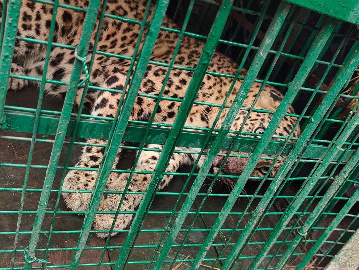 Female leopard that attacked a child captured in a cage.