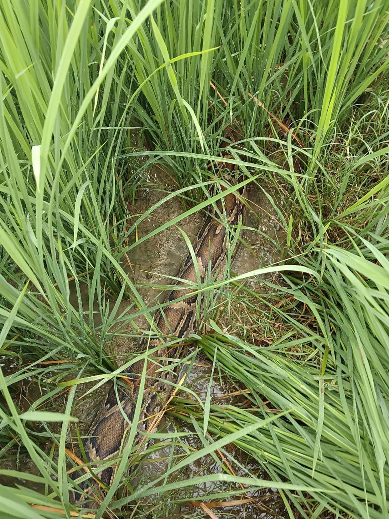 Python found in paddy field; panic spreads among villagers.