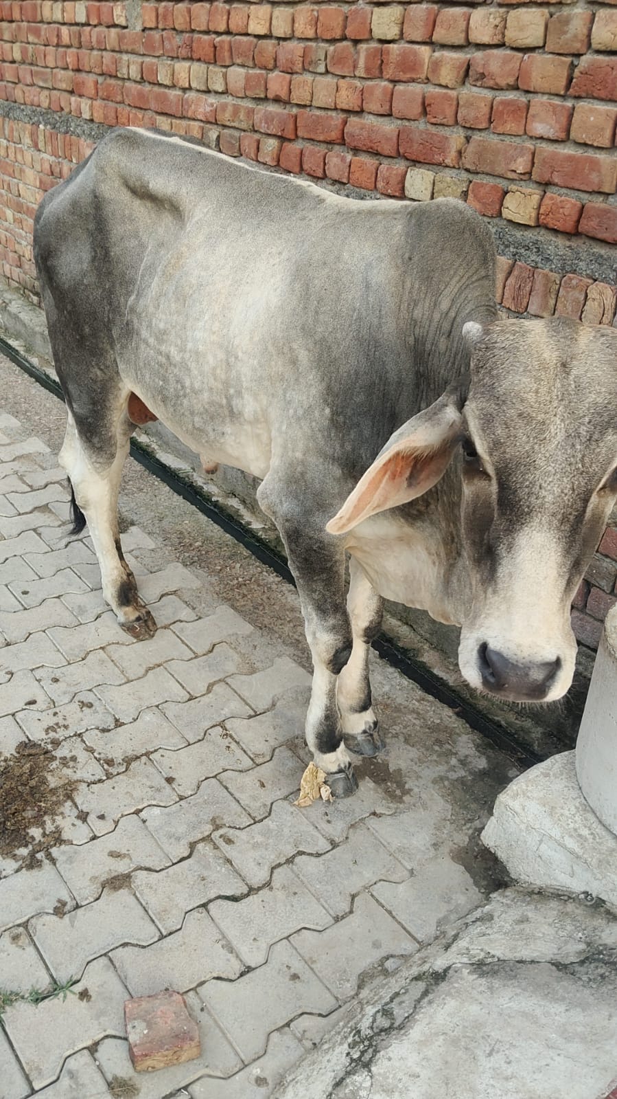 Concern grows over animals showing symptoms of Lumpy disease; a suspected case has also been spotted in the Champapuri area