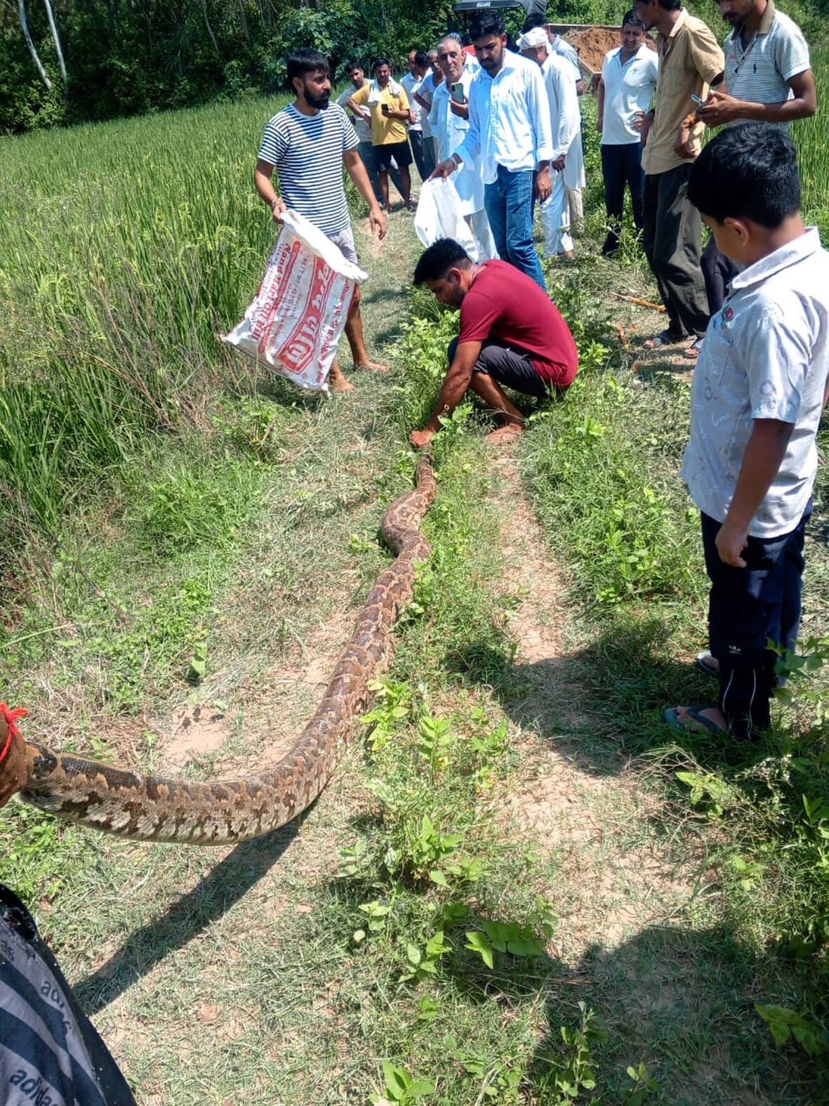 A 12-foot-long python swallowed a monkey in Todarpur village