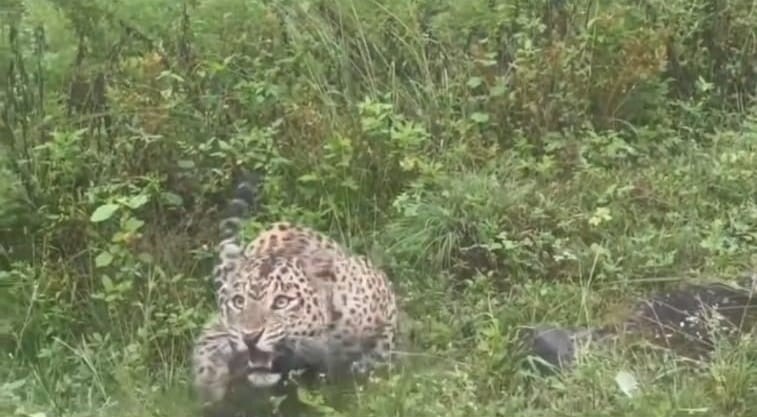 A leopard pounced on a vehicle carrying teachers on their way to school in Gewapani, causing widespread outcry.
