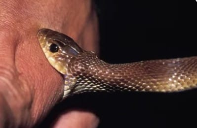 laborer died of snakebite in Ayodhya