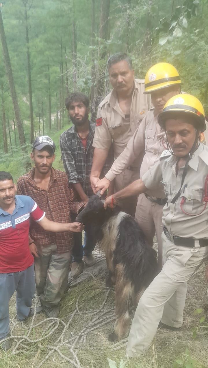 Goat trapped in ditch for four days rescued successfully in Badhal