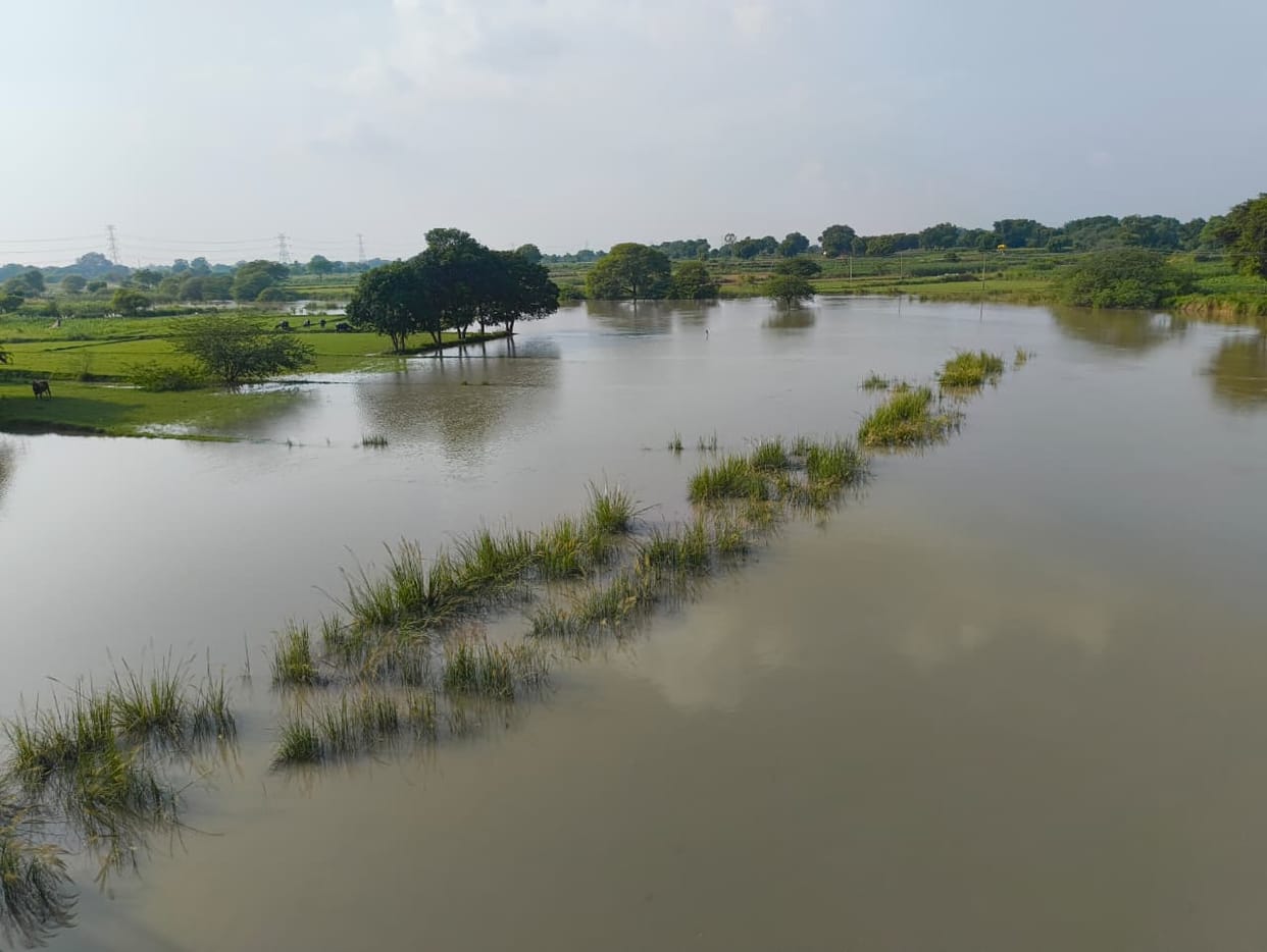 Due to the rising water level of the Sengar River, several bighas of paddy and millet crops were submerged.