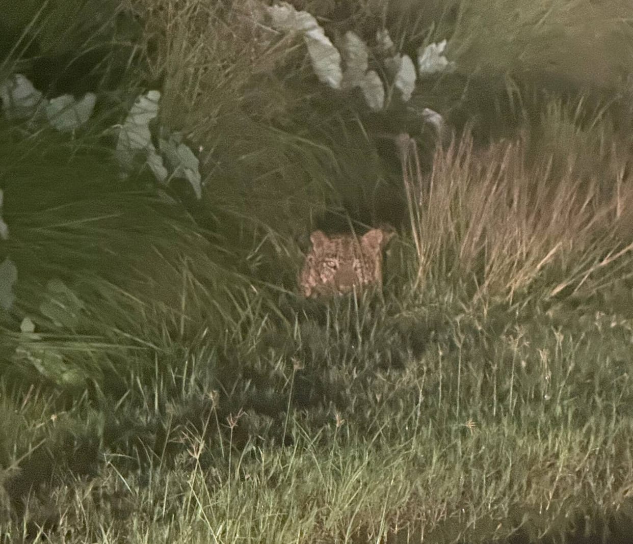Leopard scare spreads to three areas; danger rises in villages