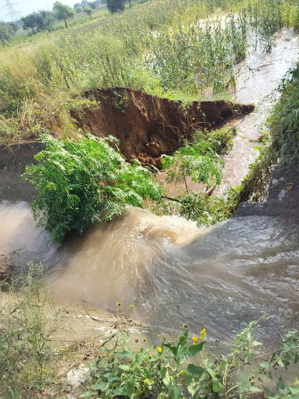 Canal breaches, fields turn into ponds... 5 acres of crops submerged.