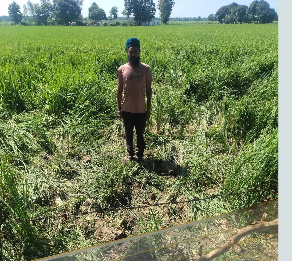 Nepalese elephants damaged crops on the second day as well.