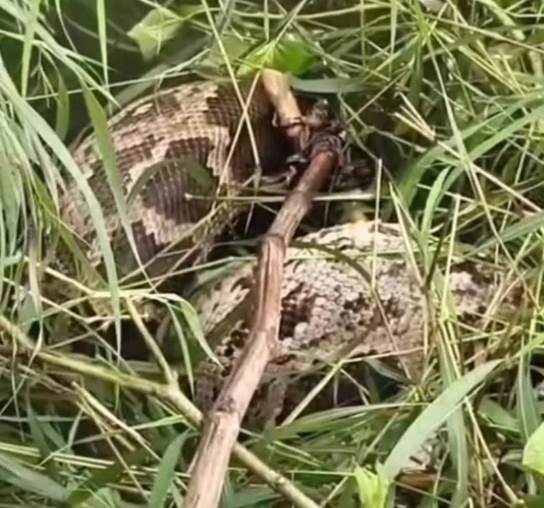 Python swallows goat; panic in the village