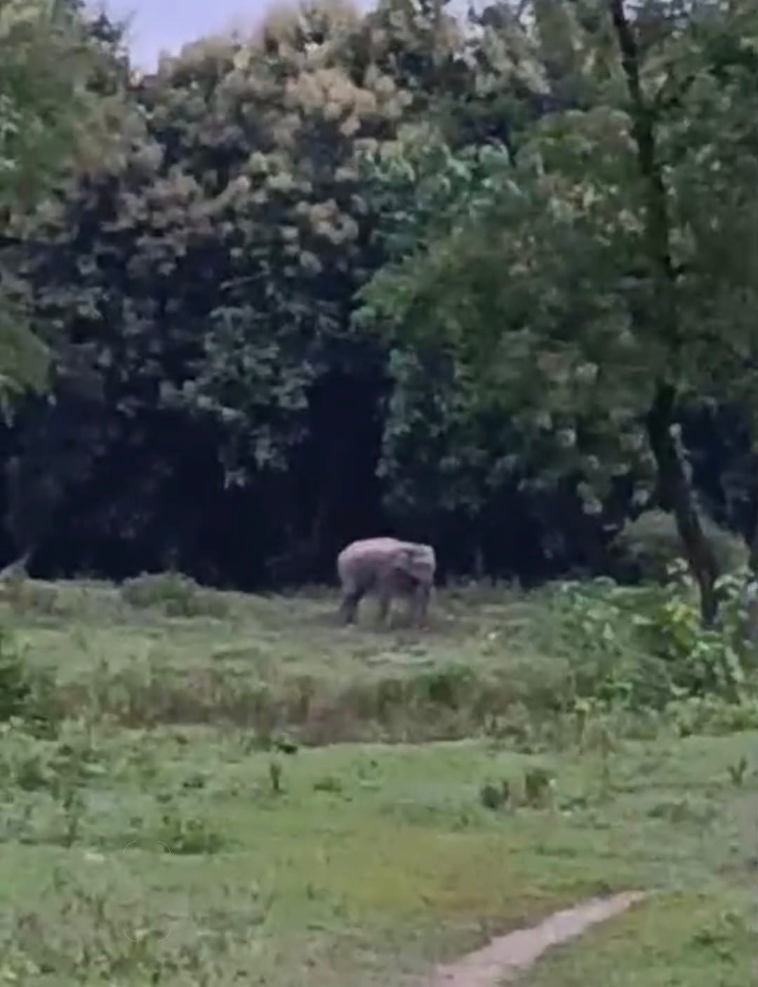 Elephant emerging from the forest trampled the paddy crop