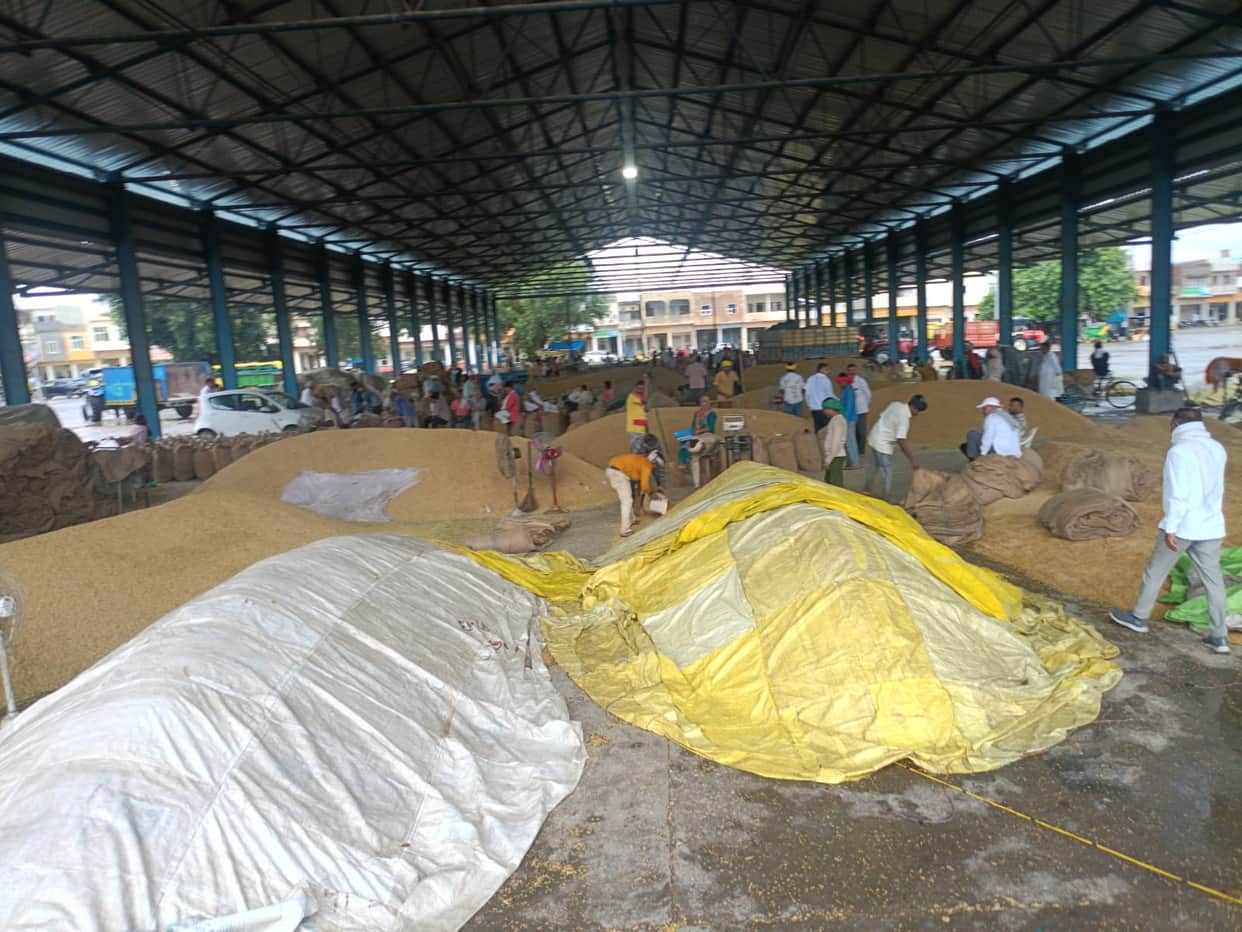 1509 paddy fetching prices of up to 3,700 per quintal.
