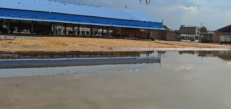 35 mm of rain in the hills, soaked Parmal paddy in the market, benefits for late-sown crops