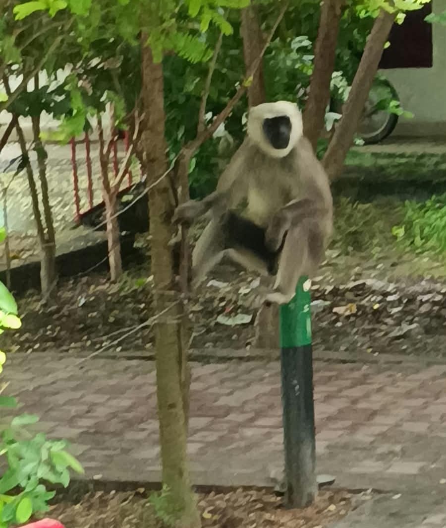 A monkey entered the school, causing panic among the children