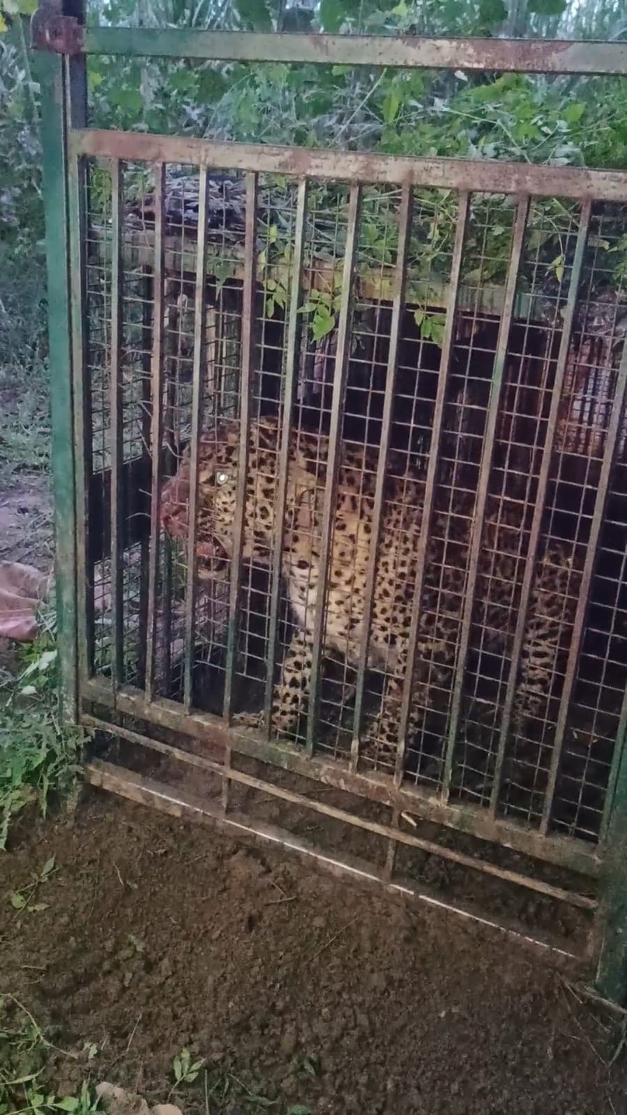 Leopard captured in cage in Parmawala
