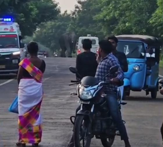 Wild elephant causes panic on Chotia NH in Kendai Range, chases people filming videos, traffic halted, crowd g