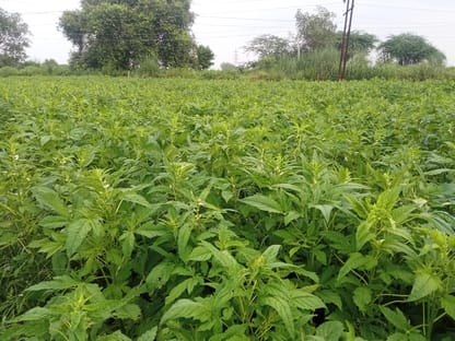 Satellite-based crop survey for Kharif crops completed; Patwaris will now reconcile the observed discrepancies.