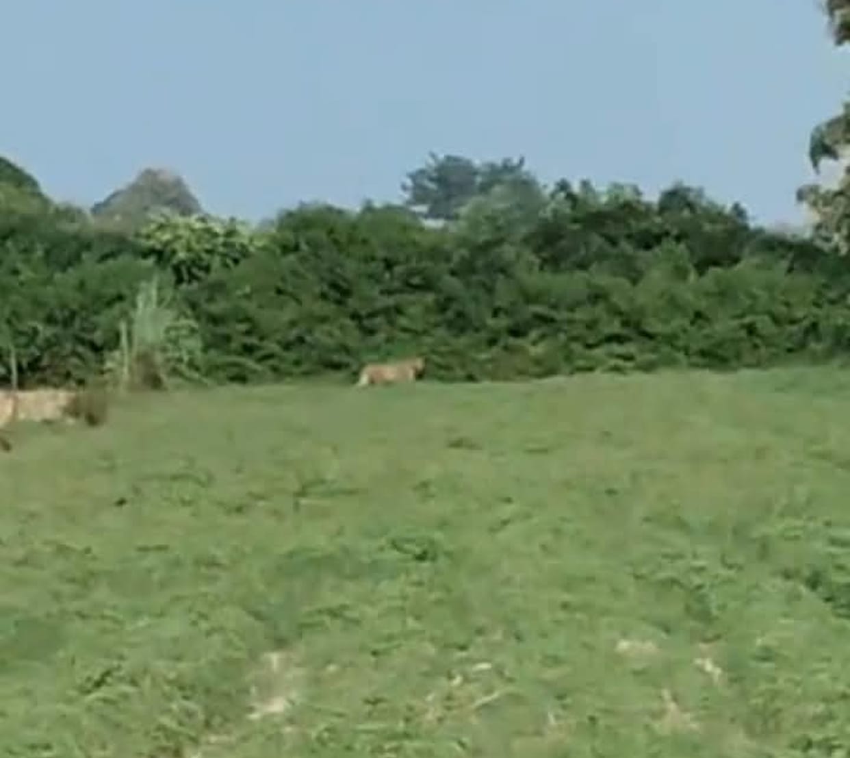 Leopard suddenly appears in front of tractor in field; farmers flee to save their lives