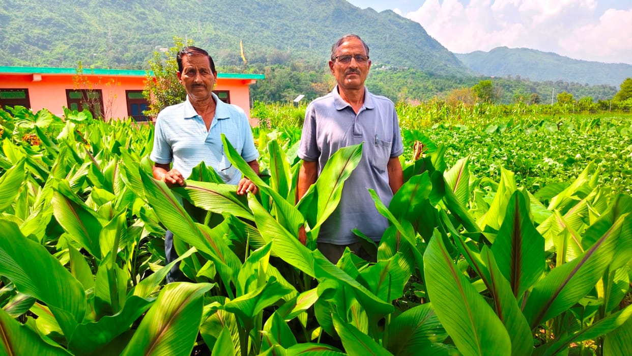 Natural farming transforms the fortunes of Karot farmers; turmeric and elephant foot yam become sources of income.