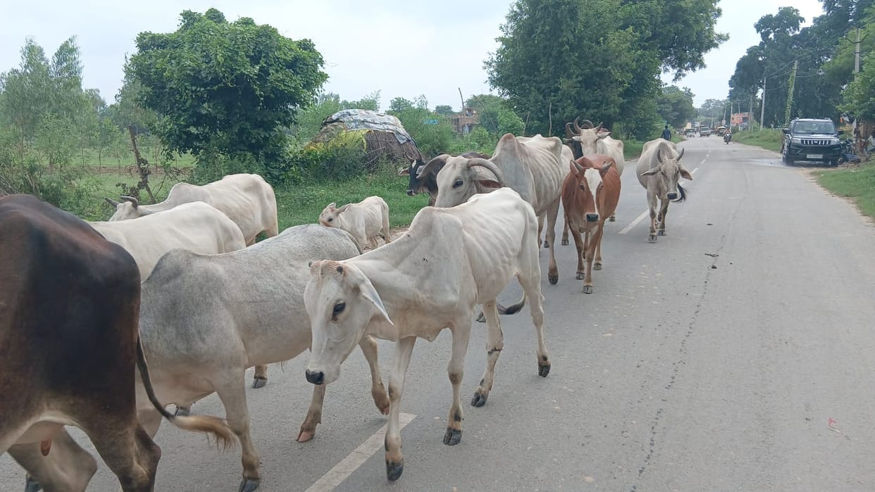 Herds of stray animals on the roads have become deadly.