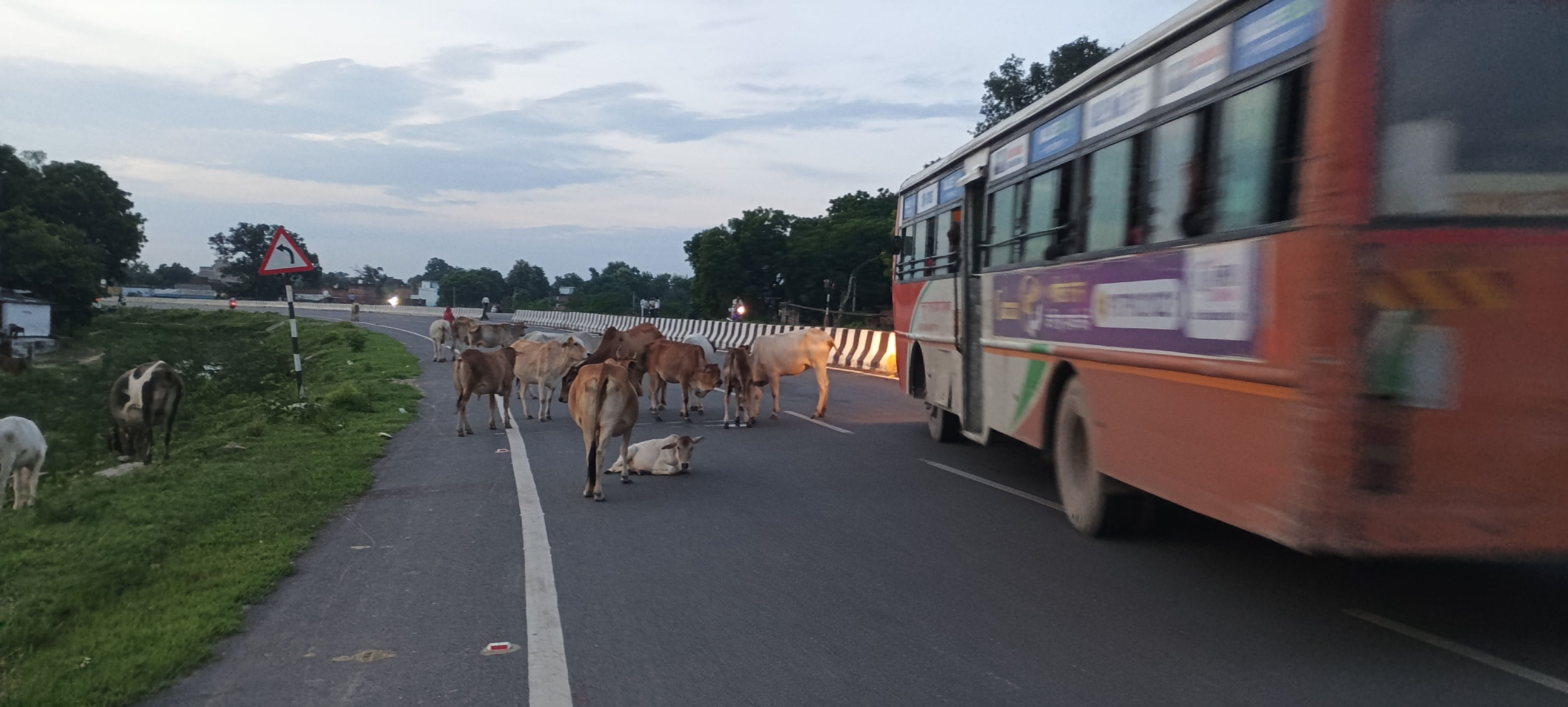 लखनऊ प्रयागराज नेशनल हाईवे के मंसूराबाद बाई पास पर राहगीरों को मुसीबस दे रहा खड़ा गोवंशों का झु