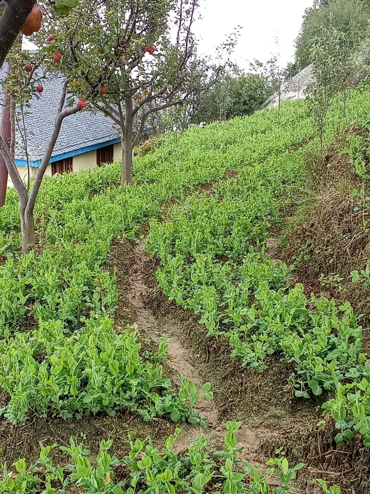 Crop watered with sweat, now hope for good price
