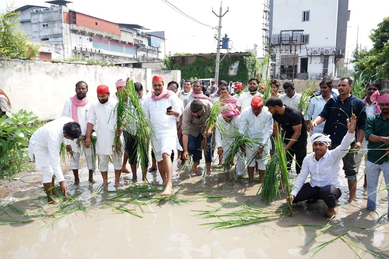 Protested by planting paddy in the potholes on the road