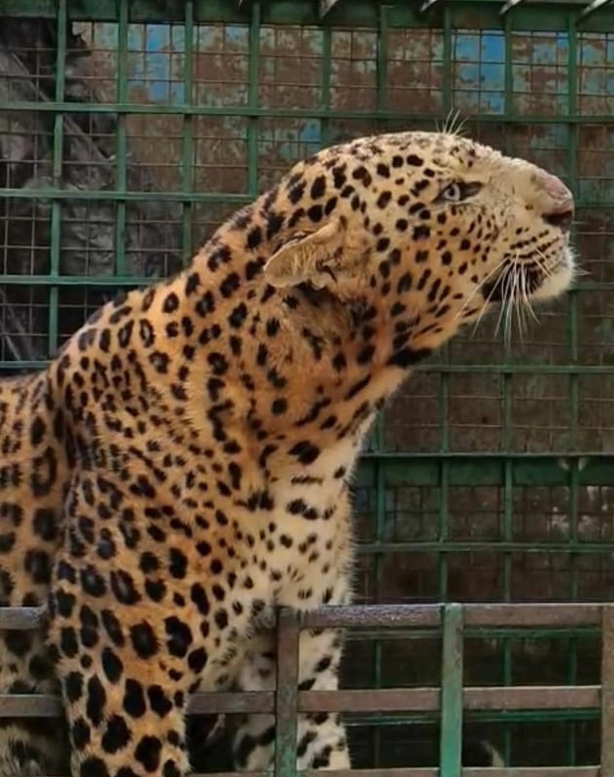 Second leopard trapped in a cage while trying to prey on a goat.
