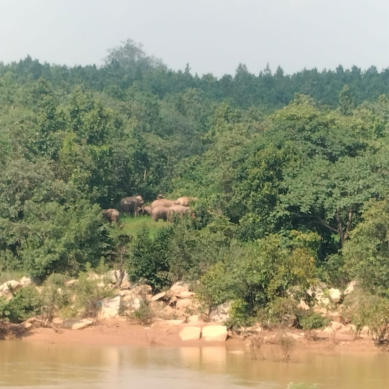 A tiny guest arrived in the forest of Raigarh on Ganesh Chaturthi; a female elephant gave birth to a calf, spa
