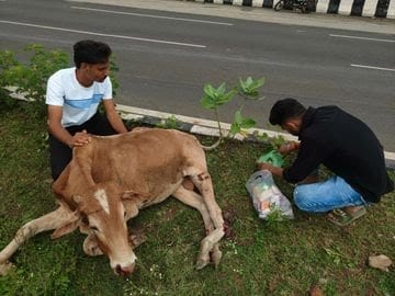 NH-46 turns bloody again, 5 cattle killed in a day
