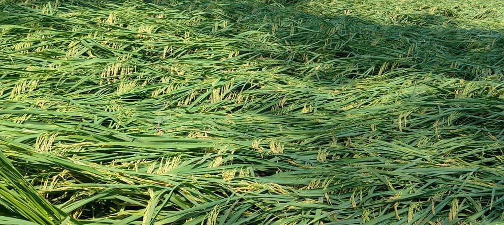 Torrential rain and strong winds flattened the paddy crop