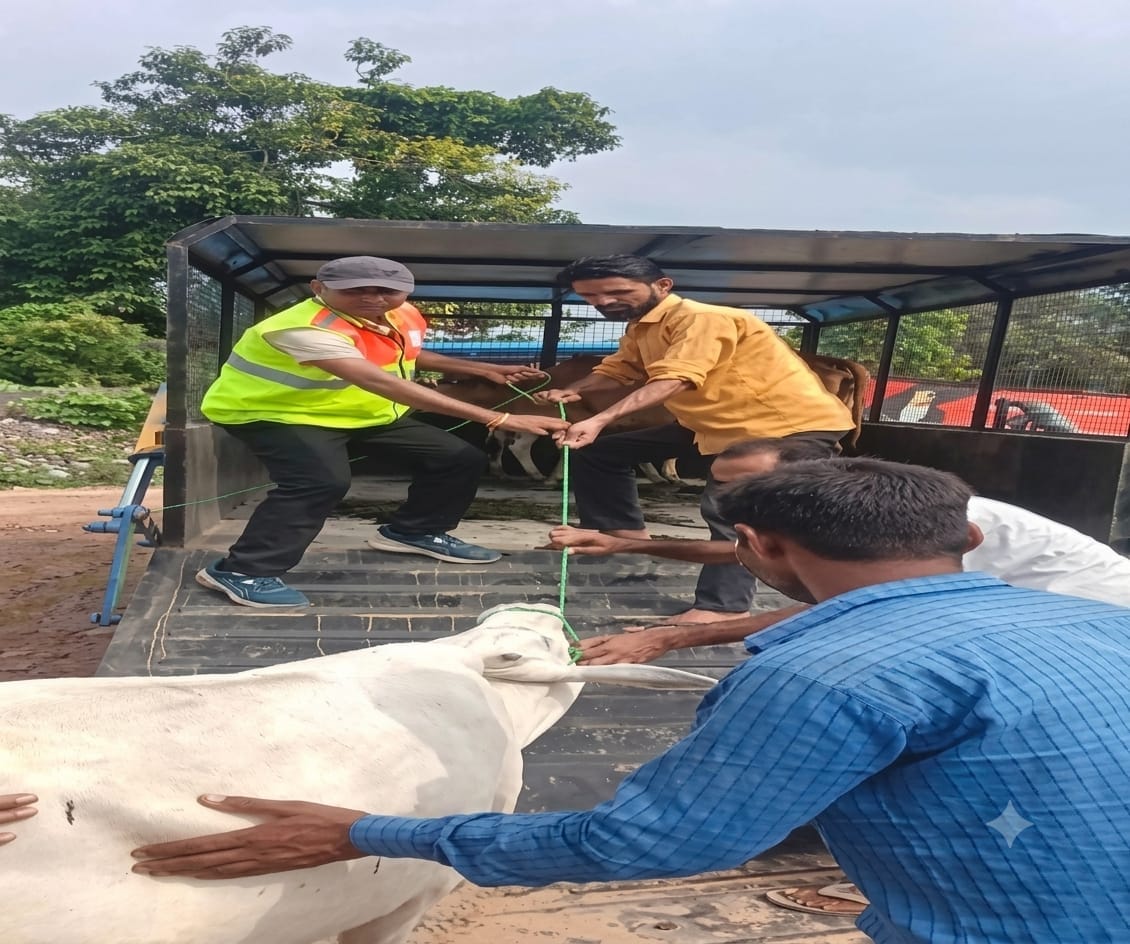 Two cattle catcher vehicles deployed on NH-30 to check stray animals