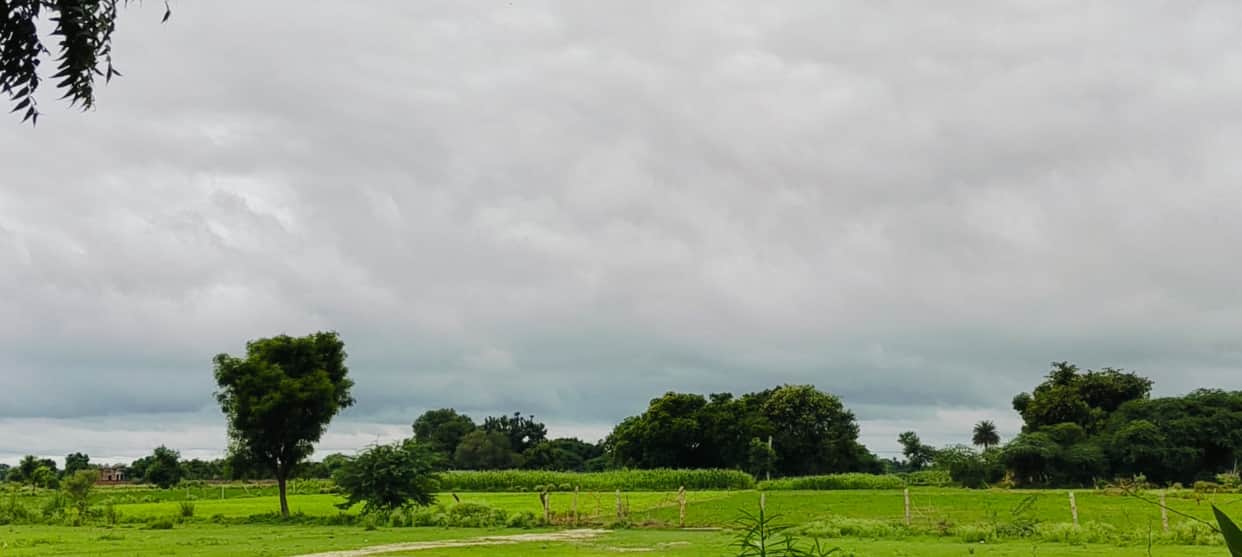 Paddy, maize, and pearl millet crops threatened by pest and disease outbreaks.