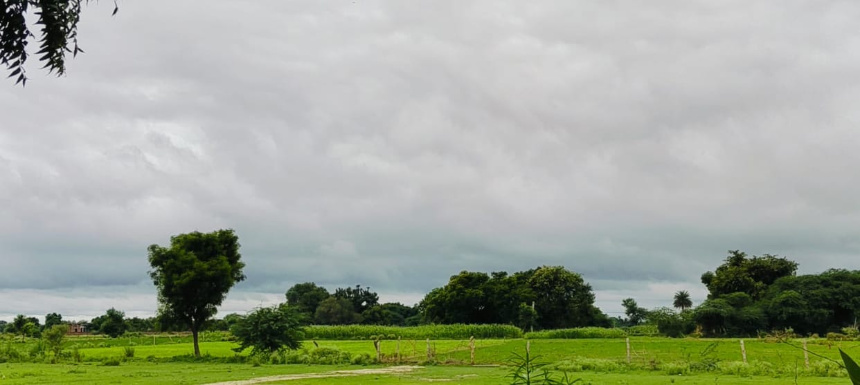 Paddy, maize, and pearl millet crops threatened by pest and disease outbreaks.