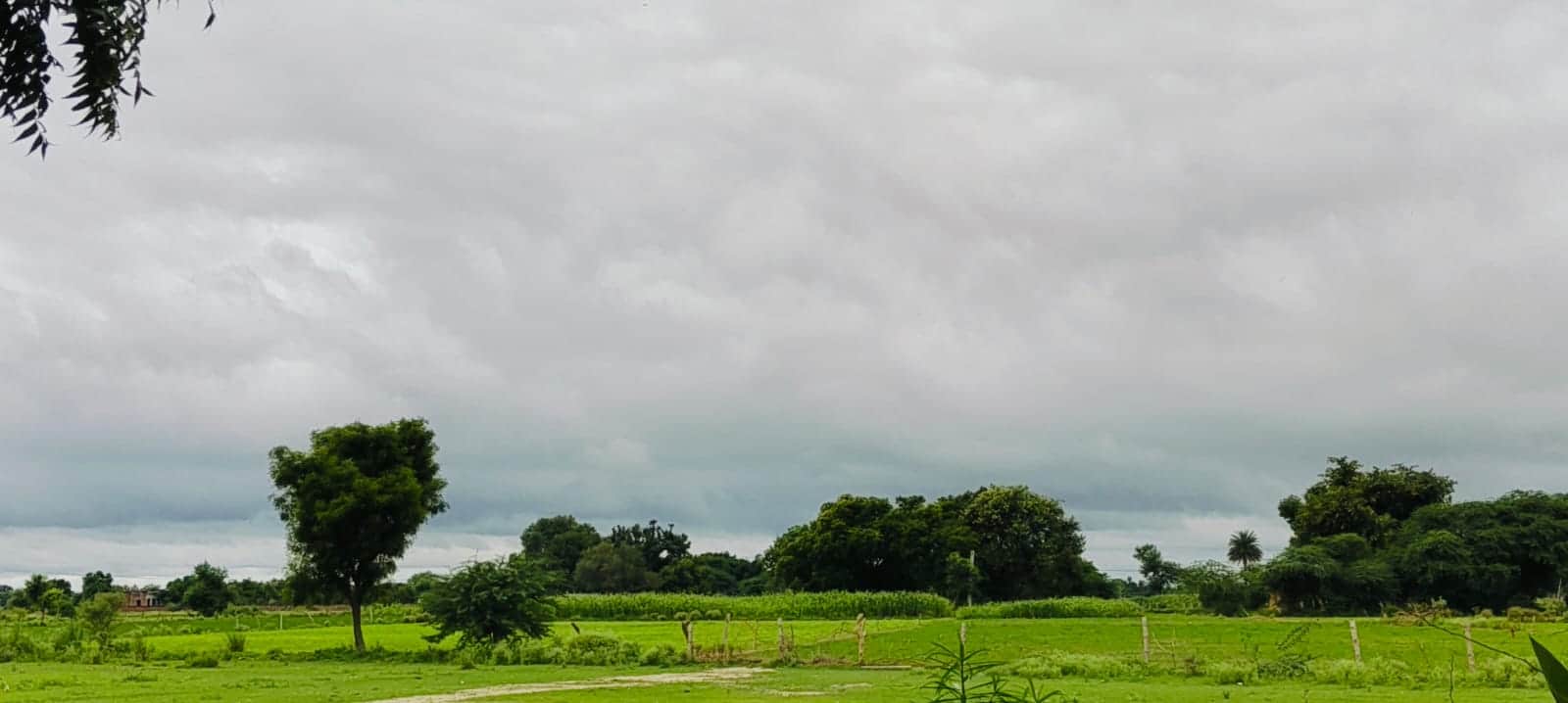 खेतों में लहलहाती धान, मक्का व बाजरे की फसलें। संवाद