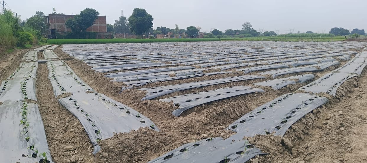 Fields come alive as the sun shines; capsicum transplanting picks up pace.
