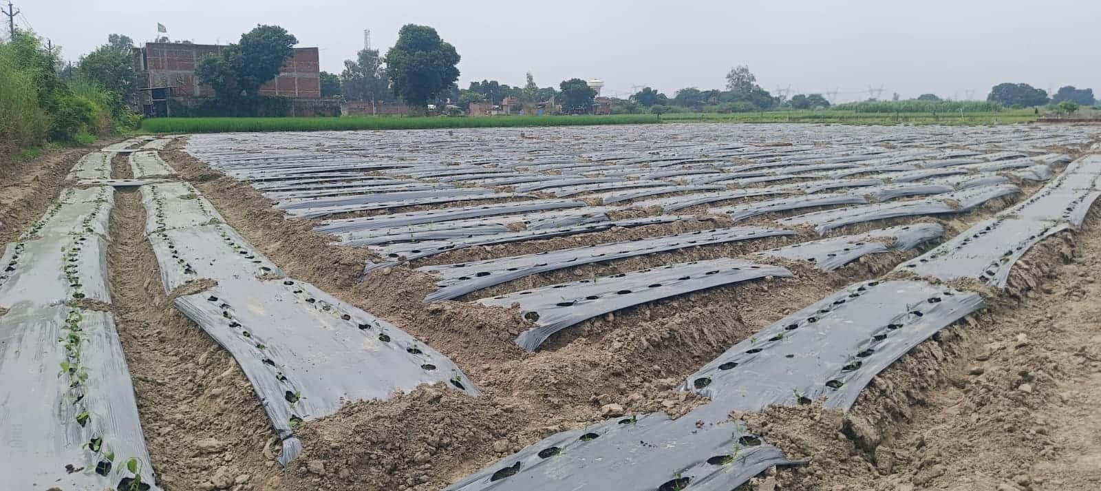 खेत में रोपी गई शिमला मिर्च की पौध। संवादखेत में रोपी गई शिमला मिर्च की पौध। संवाद