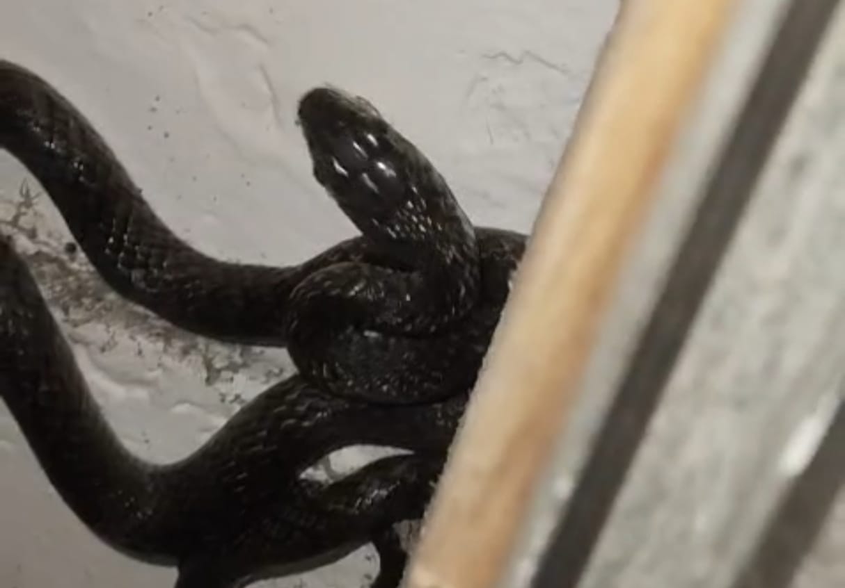 A Dhaman snake was found in the principal's house, and the rescue team safely caught it