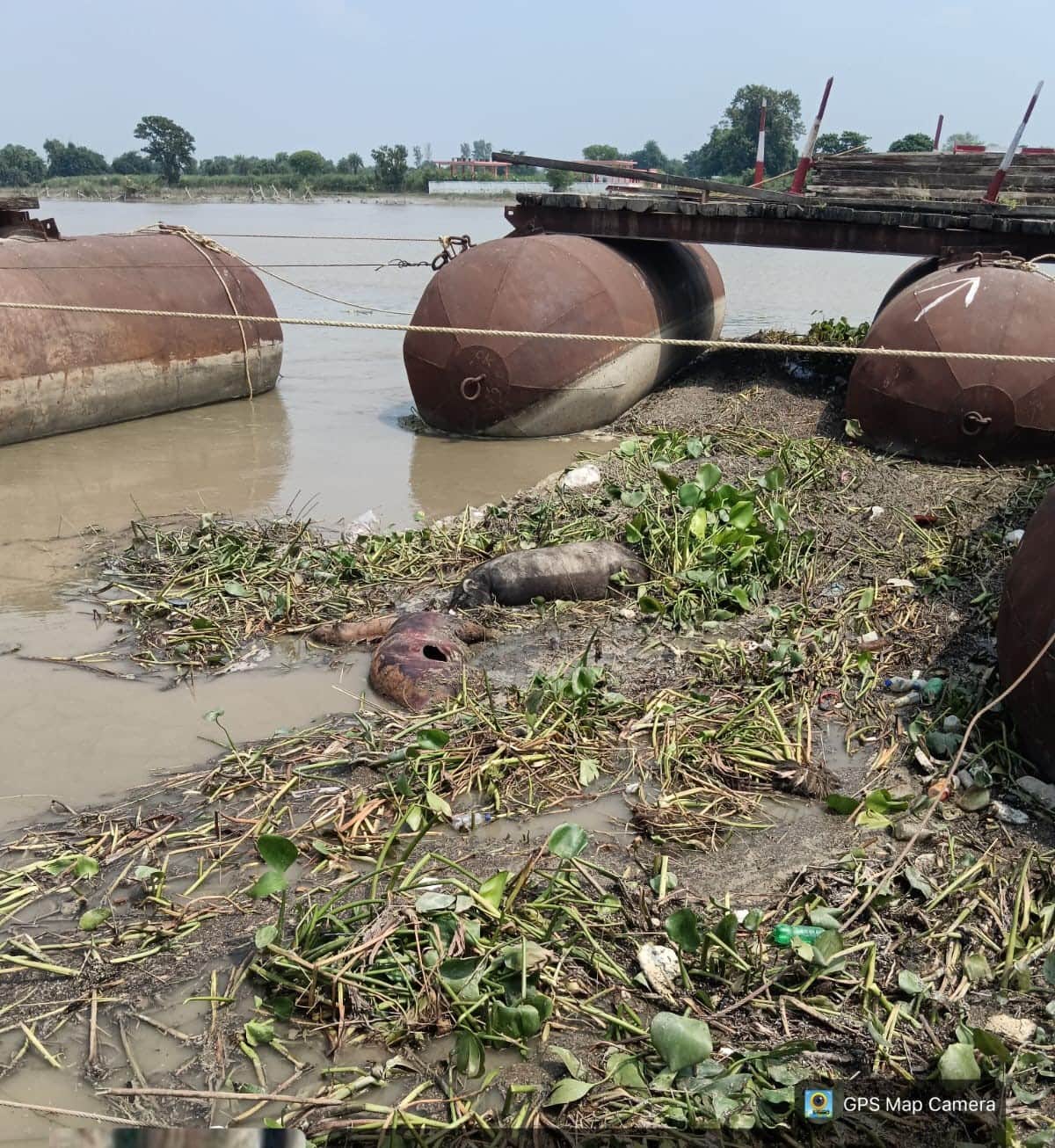 Negligence while removing a drum claimed the lives of 17 buffaloes.