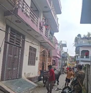 Action taken against illegal dairies in Para, 22 animals seized