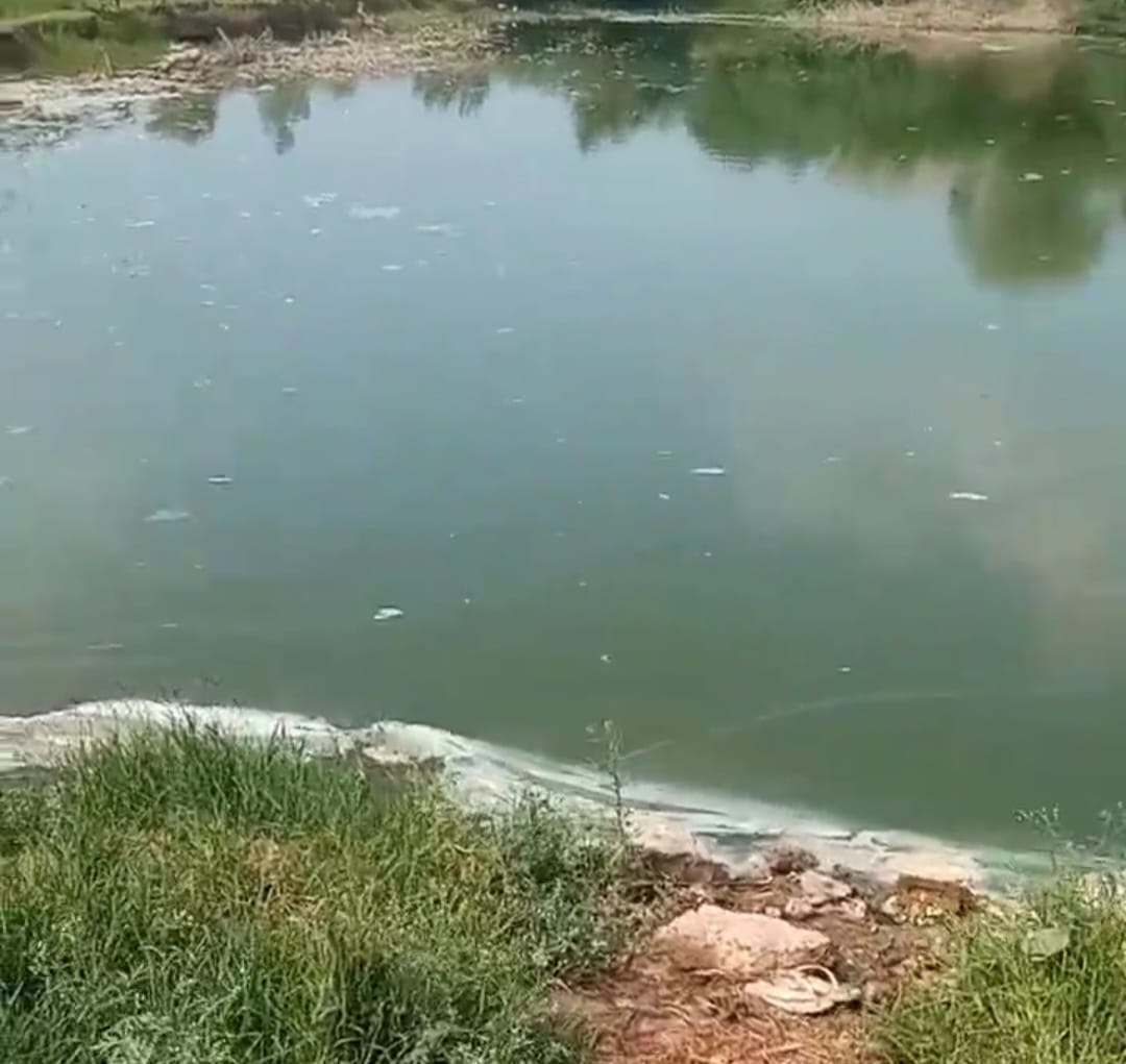 fish died in pond