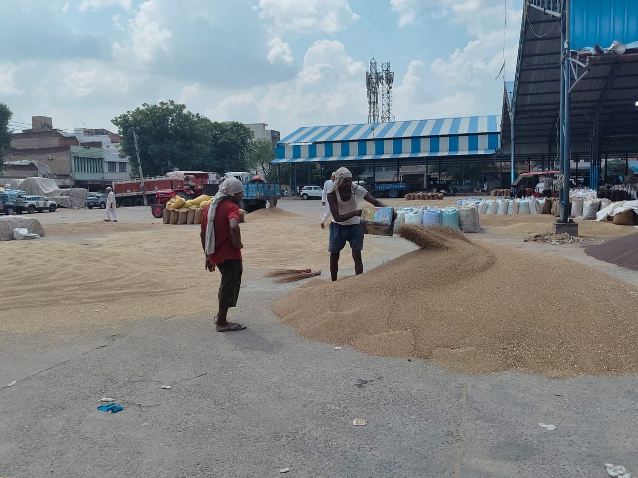 Farmers selling pearl millet below the support price.