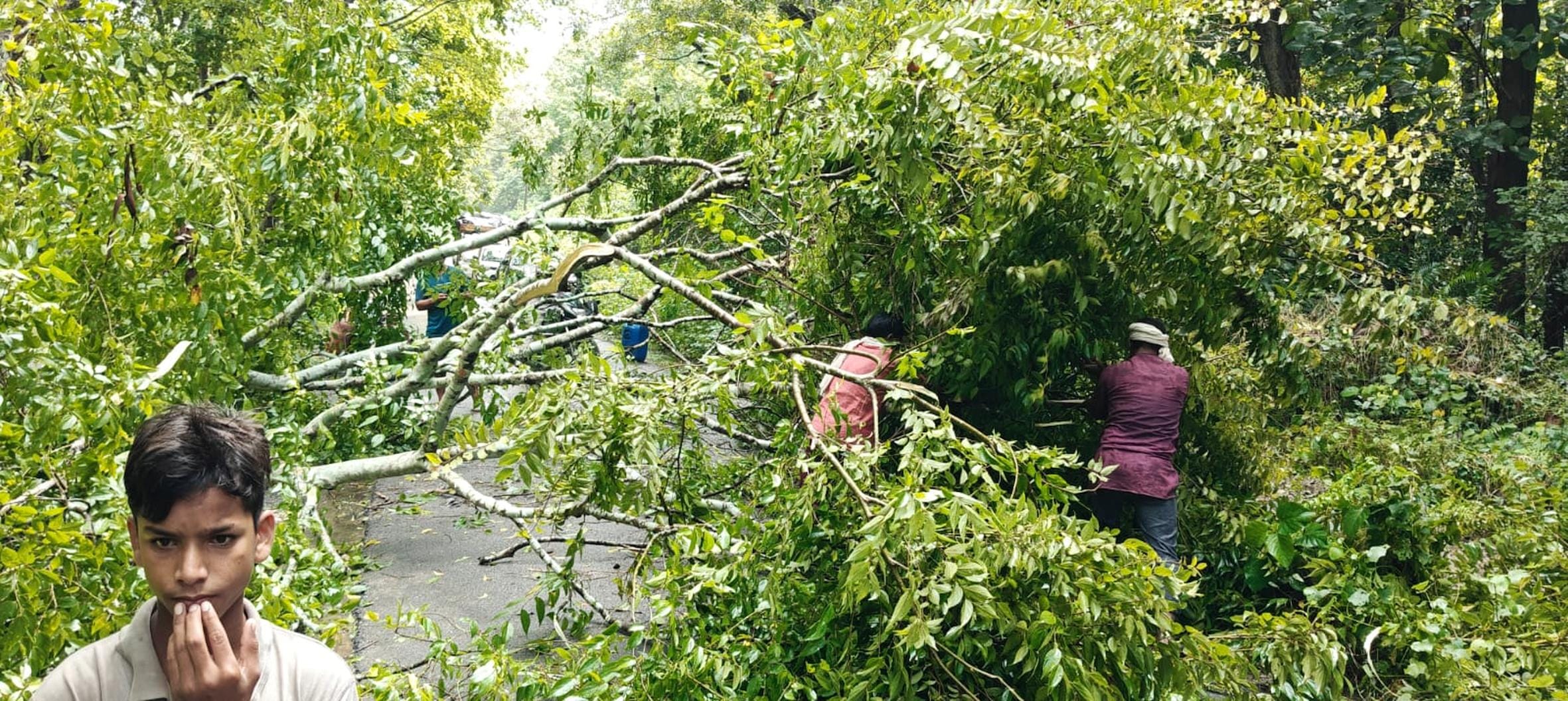 बिछिया में रेलवे क्रासिंग के पास बारिश के दौरान गिरा पेड़। 