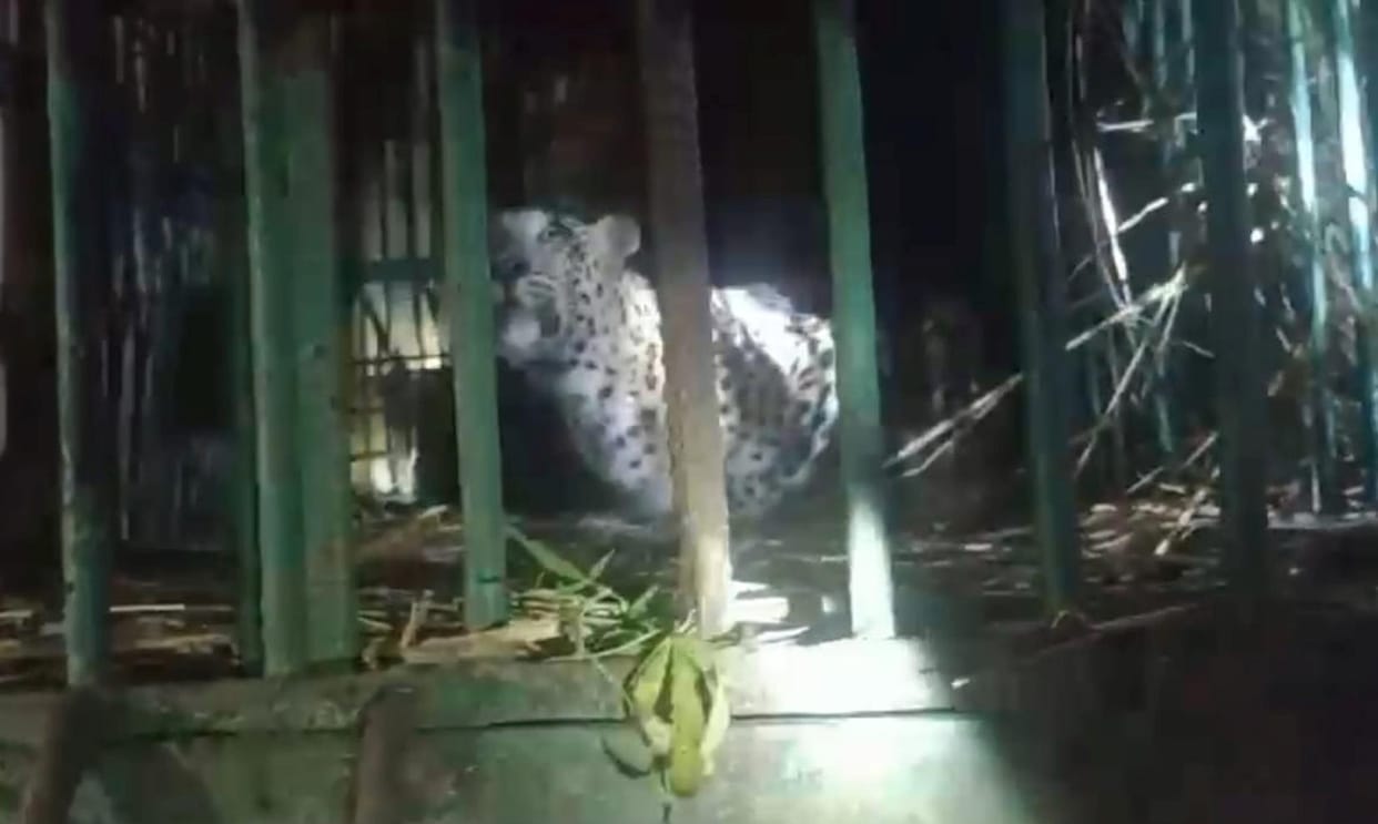 Leopard caught just an hour after the trap was set.