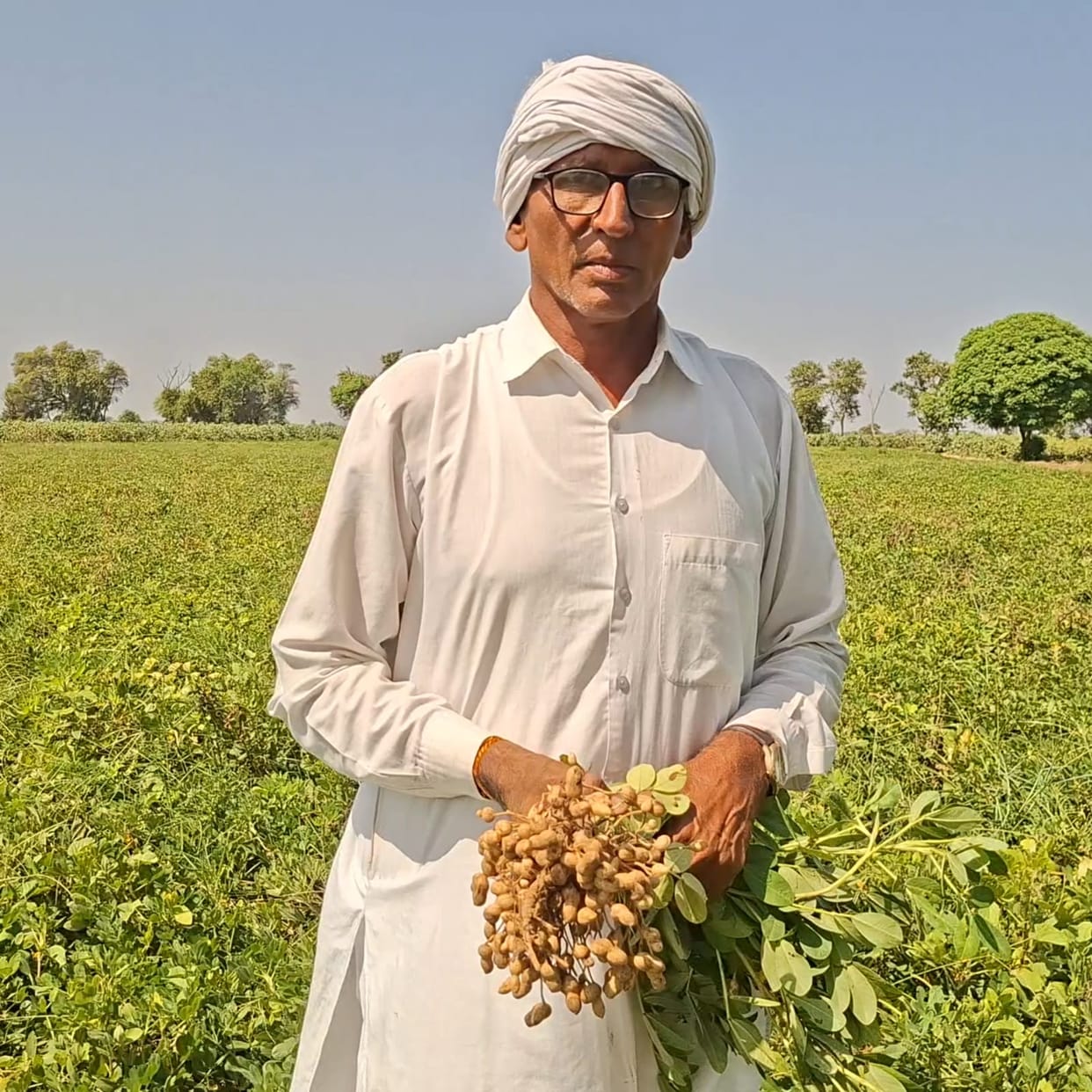 profit in moongfali