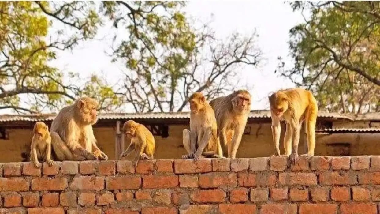 Monkeys terrorize the city, bite several people